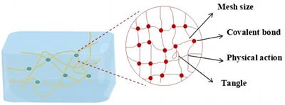 The three-dimensional culture of L929 and C2C12 cells based on SPI-SA interpenetrating network hydrogel scaffold with excellent mechanical properties